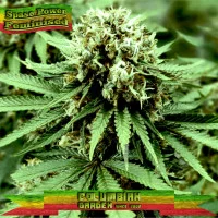 Space Power Feminised